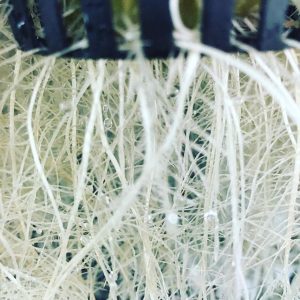 aeroponic roots