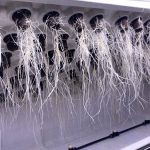 commercial aeroponics systems