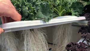 commercial hydroponic fertilizers
