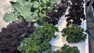 aeroponic farming
