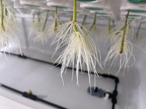 high pressure aeroponics propagation systems