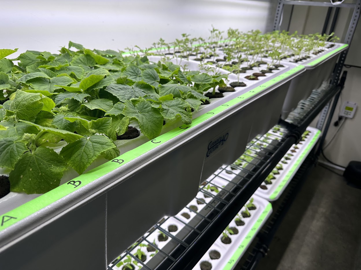 vegetable seedlings growing in high pressure aeroponics systems
