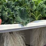 hypochlorous acid for hydroponics