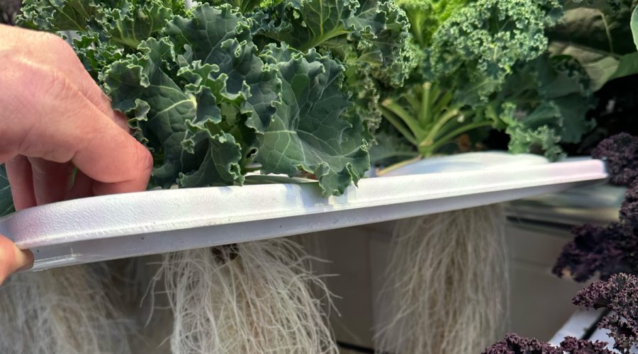 hypochlorous acid for hydroponics
