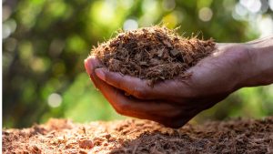 coconut coir processing