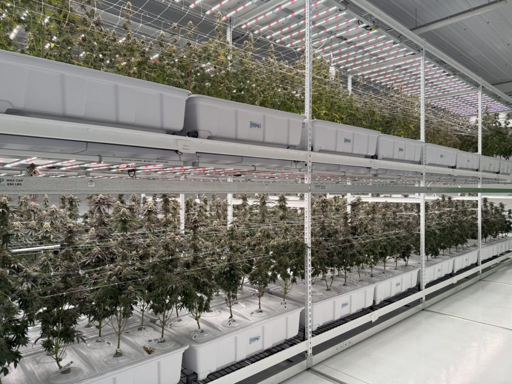 tiered-commercial-high-pressure-aeroponics-systems-cannabis-cultivation
