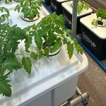 hydroponics systems for classrooms