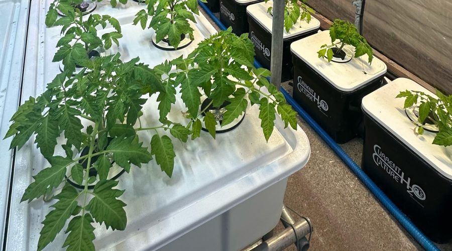 hydroponics systems for classrooms