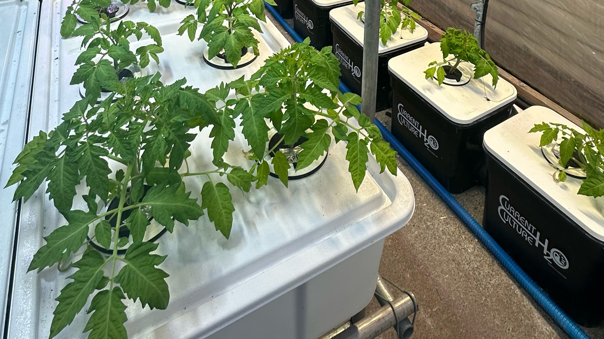 hydroponics systems for classrooms