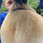 hydroponic grown plant roots for medicine and therapy