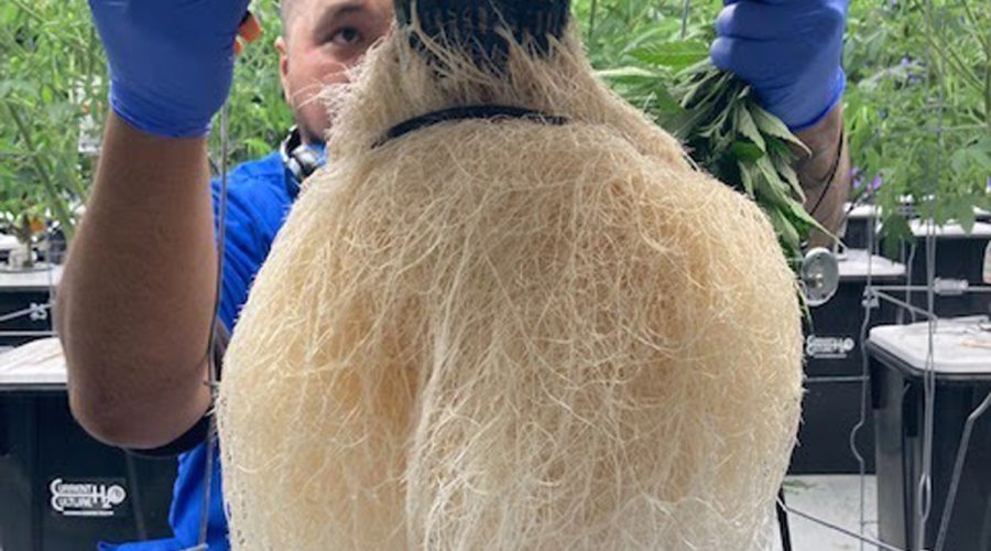 hydroponic grown plant roots for medicine and therapy