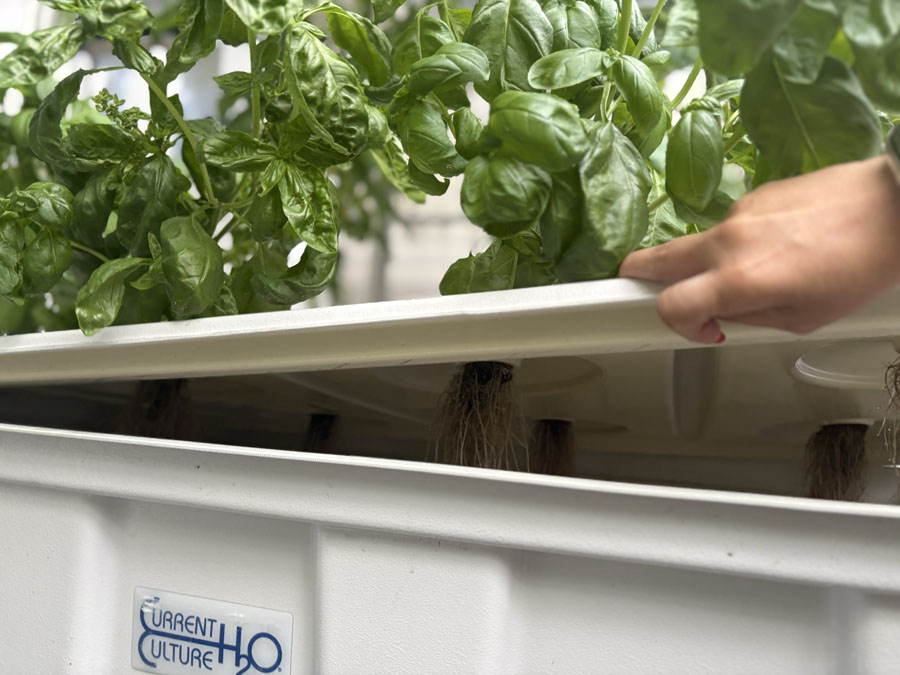 growing basil and herbs in aeroponics