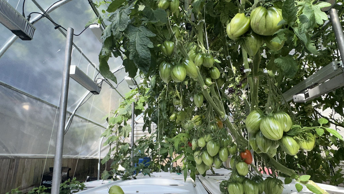 growing fruiting tomato crop in aeroponics