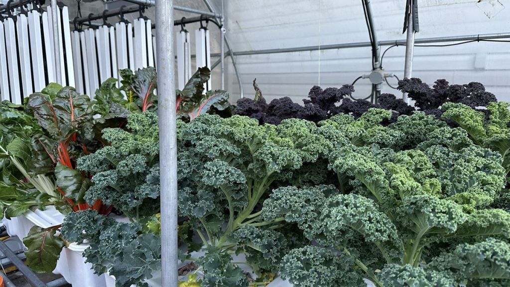 growing-in-aeroponics