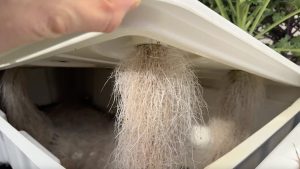 high-pressure-aeroponics-kale-veggies-roots-greenhouse