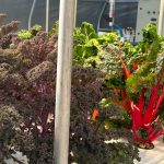 what can you grow in aeroponics showing a variety of healthy veggies