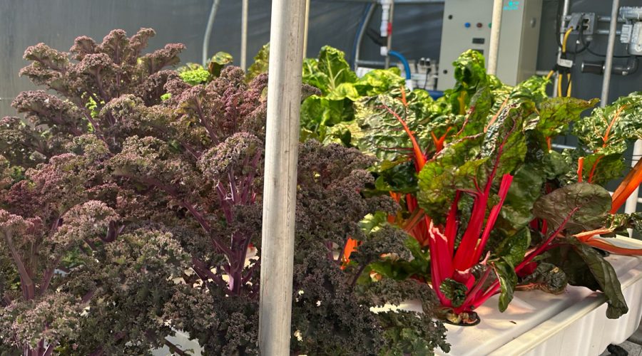 what can you grow in aeroponics showing a variety of healthy veggies